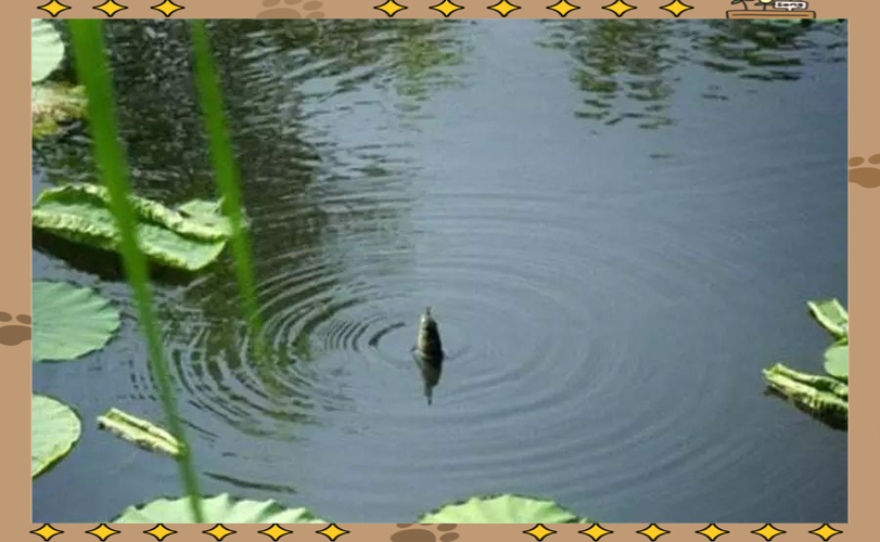釣魚天氣氣壓高低_氣壓高低對釣魚的影響_釣魚天氣溫差影響