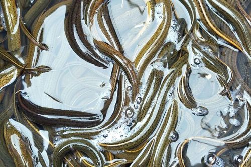 黃尾鲴魚苗產地價格波動因素_購買黃尾鲴魚苗價格地區時間季節_黃尾鲴多少錢一斤