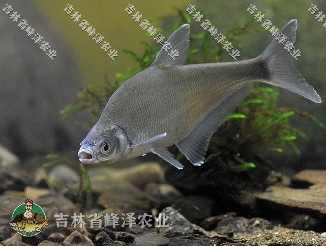 購買黃尾鲴魚苗價格地區時間季節_黃尾鲴多少錢一斤_黃尾鲴魚苗產地價格波動因素