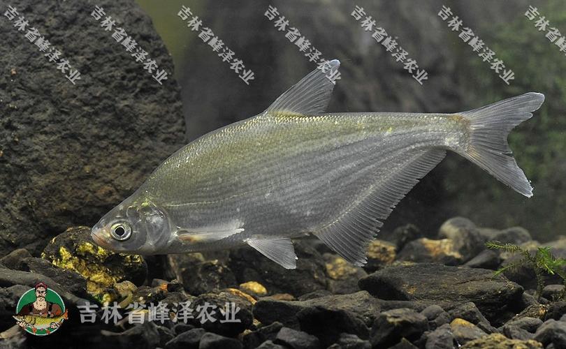 黃尾鲴多少錢一斤_黃尾鲴魚苗產地價格波動因素_購買黃尾鲴魚苗價格地區時間季節