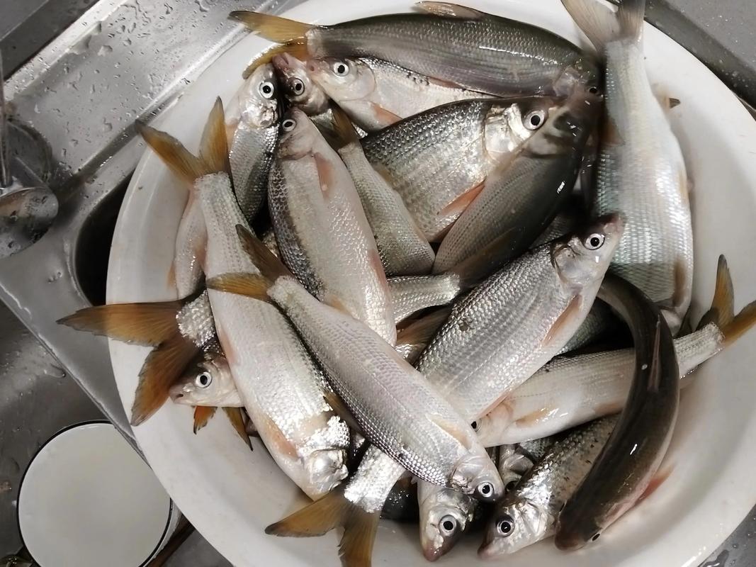 黃尾鲴多少錢一斤_黃尾鲴魚釣法_黃尾鲴魚紅燒做法