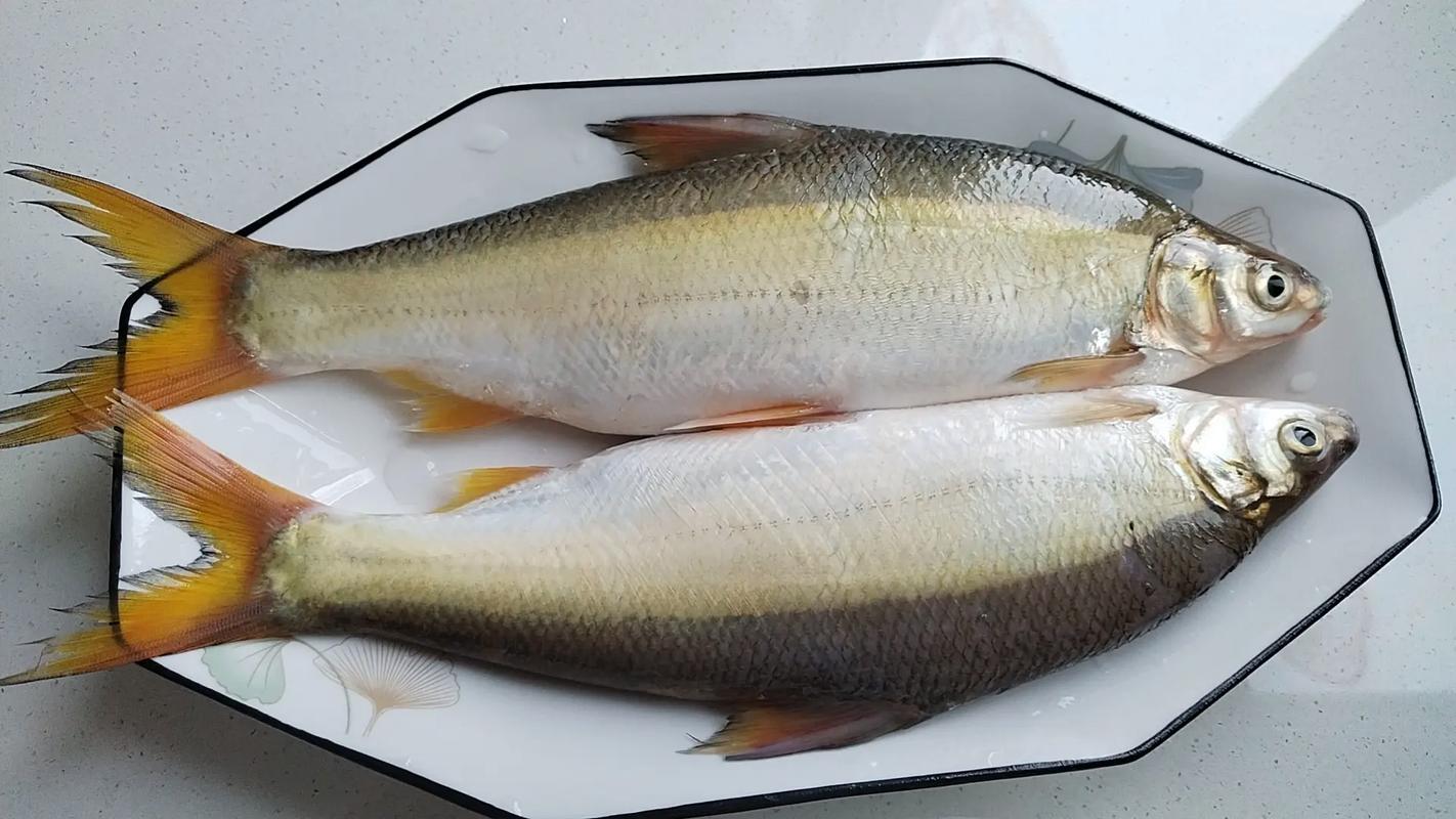黃尾鲴多少錢一斤_黃尾鲴魚紅燒做法_黃尾鲴魚釣法