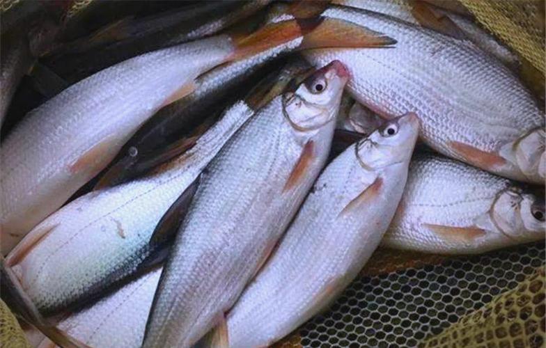 黃尾鲴多少錢一斤_黃尾鲴魚紅燒做法_黃尾鲴魚釣法
