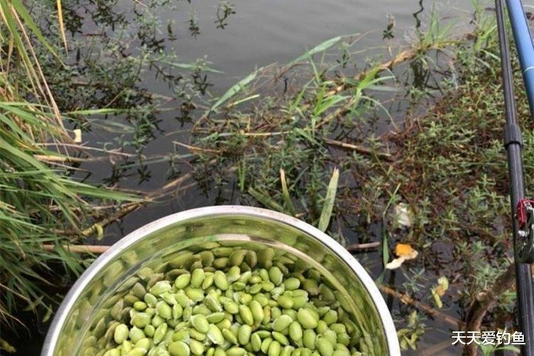 春末釣草魚餌料_專釣草魚用什么餌料_野釣草魚最佳天氣