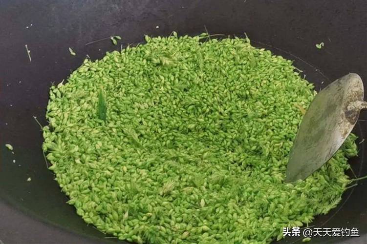 專釣草魚用什么餌料_野釣草魚最佳天氣_春末釣草魚餌料
