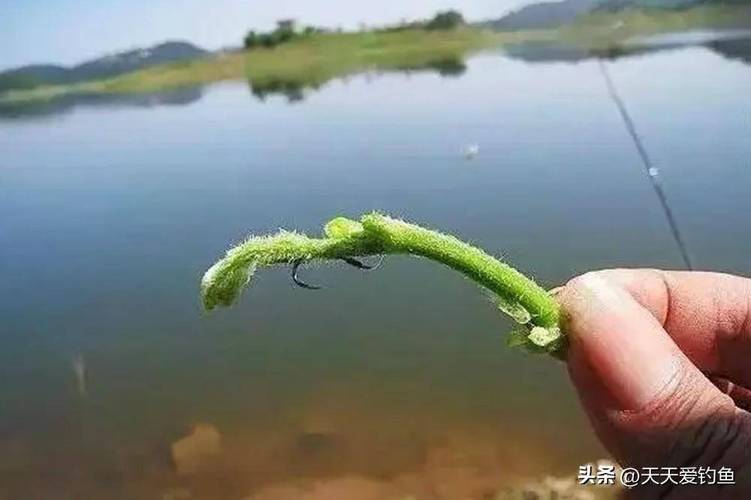 專釣草魚用什么餌料_春末釣草魚餌料_野釣草魚最佳天氣
