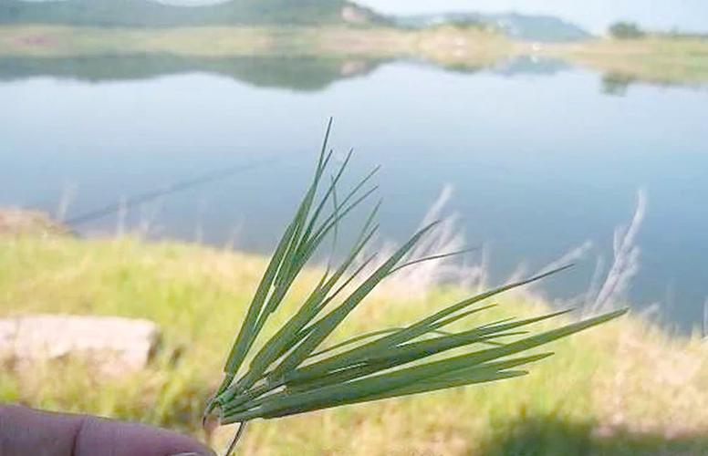 專釣草魚用什么餌料_晚春釣草魚餌料_釣鰱鳙最佳時機