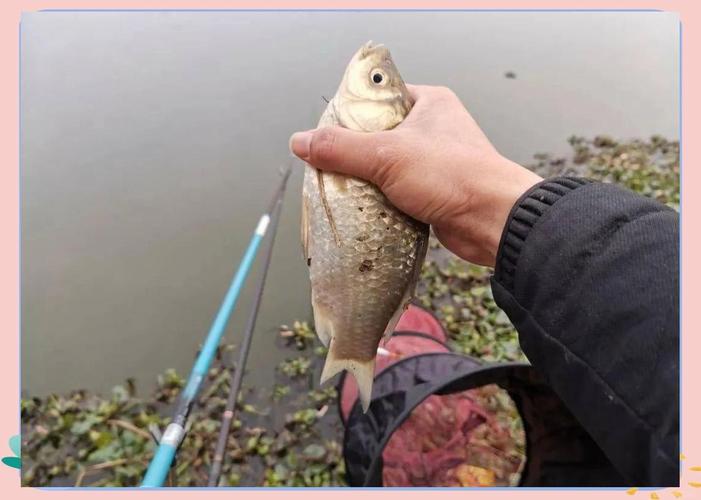 冬天釣草魚用什么餌料最好的選擇方法_植物性餌料使用技巧_冬季釣魚餌料選擇