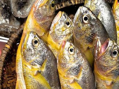 大黃魚與 小黃魚 區別_黃魚營養價值_黃魚是什么魚