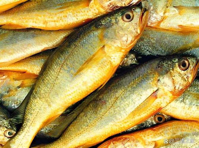 黃魚營養價值_大黃魚與 小黃魚 區別_黃魚是什么魚