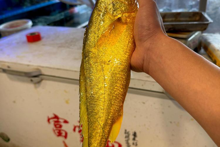 2023年野生大黃魚價格_野生大黃魚為什么這么貴_黃魚為什么那么貴