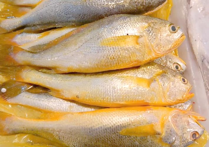 黃魚為什么那么貴_2023年野生大黃魚價格_野生大黃魚為什么這么貴