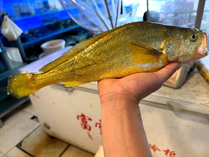 野生大黃魚為什么這么貴_黃魚為什么那么貴_2023年野生大黃魚價格