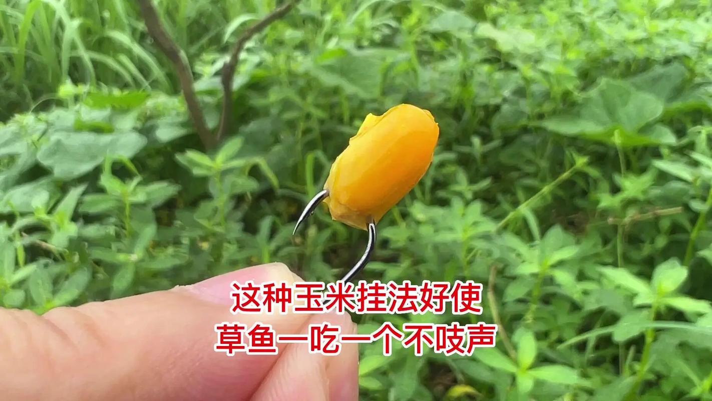 釣魚視頻野釣草魚實戰_水草區釣位選擇_夏釣草魚技巧