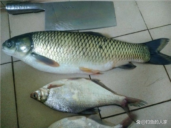 夏釣草魚技巧_釣魚視頻野釣草魚實戰_水草區釣位選擇