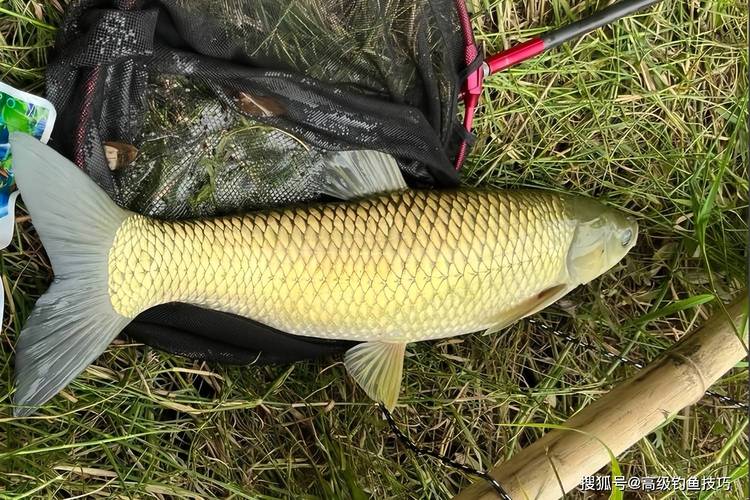 釣魚視頻野釣草魚實戰_水草區釣位選擇_夏釣草魚技巧