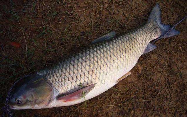 養魚塘釣草魚用什么餌料_秋季釣草魚_早秋釣草魚技巧