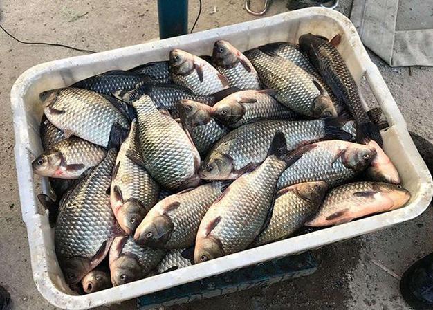 草魚秋冬餌料選擇_草魚季節性食性變化_秋季夜釣草魚用什么餌最好