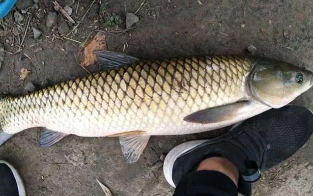 秋季夜釣草魚用什么餌最好_草魚秋冬餌料選擇_草魚季節性食性變化