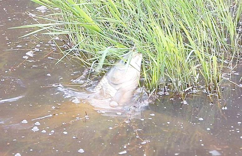 野河里怎么釣大鯽魚_秋冬季節野河釣大鯽魚方法_野河釣大板鯽技巧