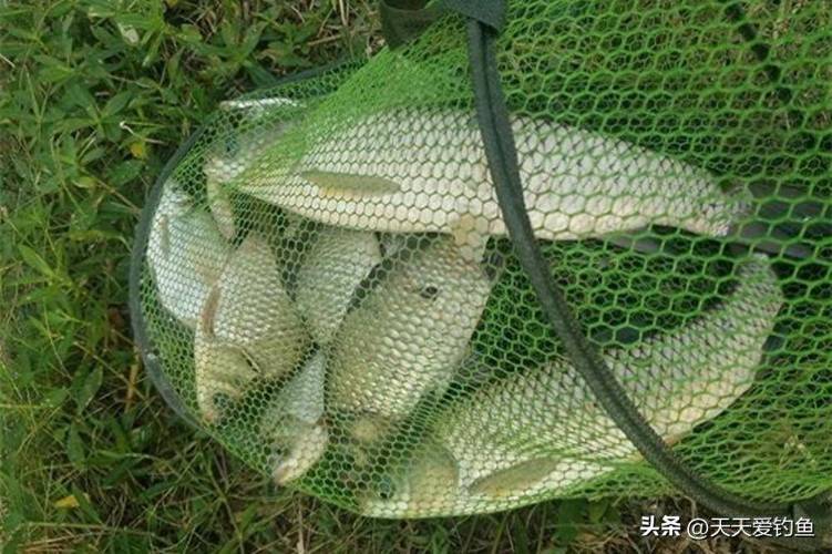 釣草魚用什么餌料容易爆護_釣草魚用什么餌料效果好呢_草魚素餌配方