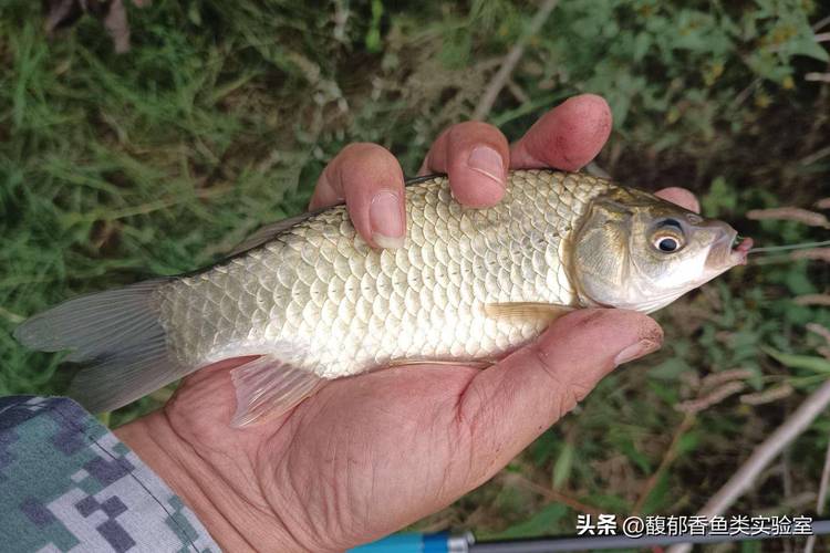 釣大板鯽的時機選擇_野釣大鯽魚技巧_野河里怎么釣大鯽魚