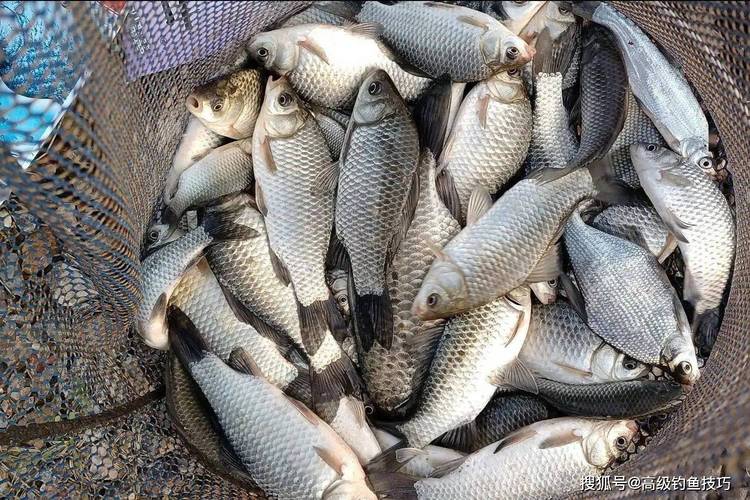釣大板鯽的時機選擇_野釣大鯽魚技巧_野河里怎么釣大鯽魚