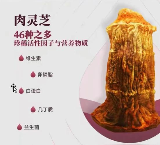 野生太歲肉靈芝_太歲生長環境_太歲價格昂貴原因