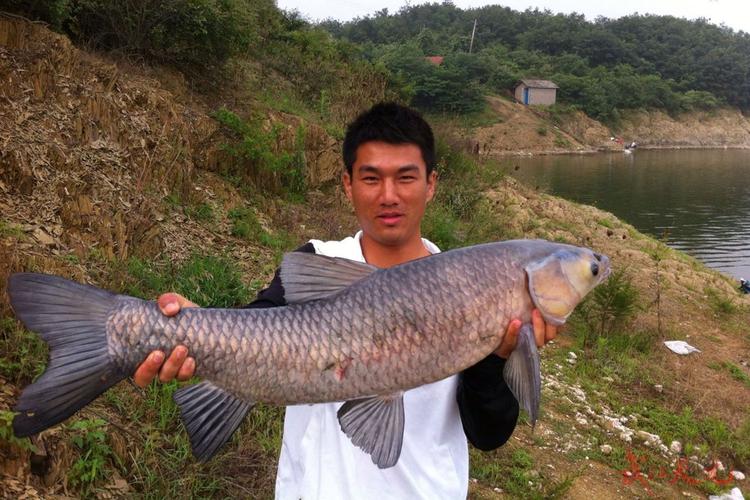 青魚窩料制作技巧_自制青魚草魚餌料配方_釣青魚餌料配方