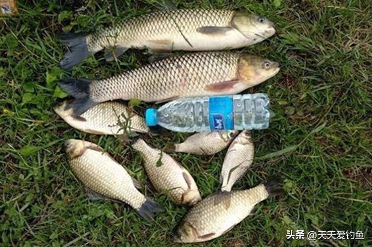 自制草魚餌料配方大全圖片_自制魚食配方_魚食發酵制作方法
