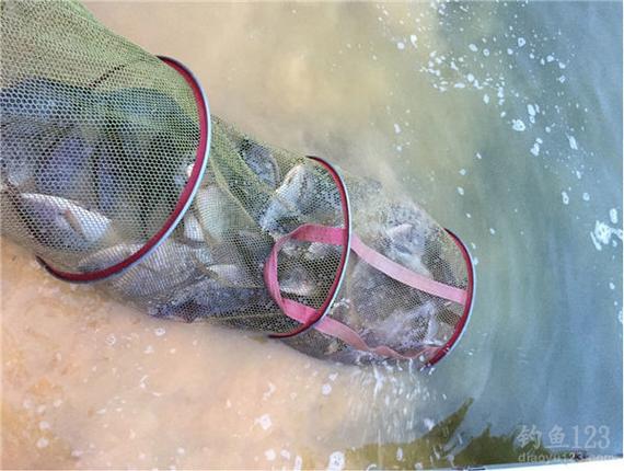 釣魚視頻野釣實戰_釣魚視頻2019_2020釣魚視頻