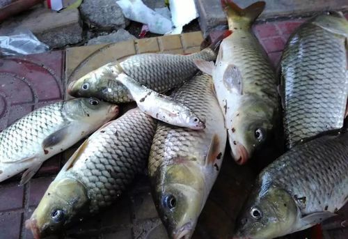 釣魚視頻野釣實戰_2020釣魚視頻_釣魚視頻2019