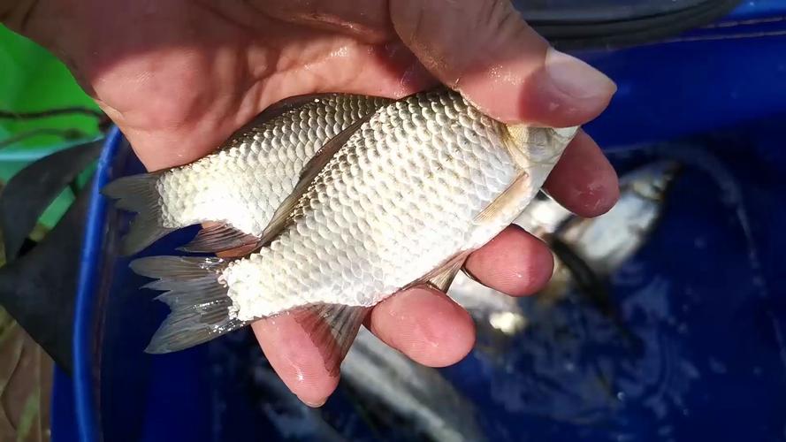 釣魚高手技巧百題_釣魚成功秘籍_釣魚旅行技巧