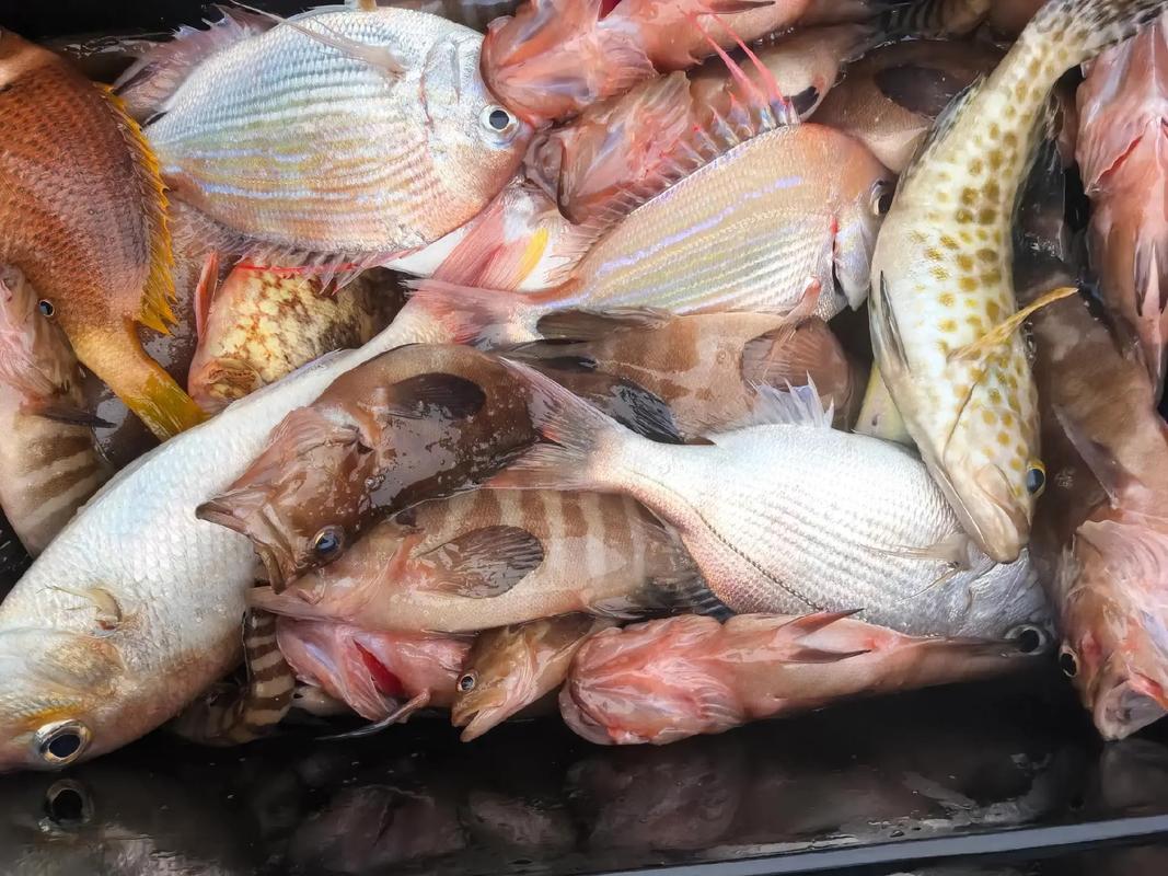 釣魚高手技巧百題_釣魚成功秘籍_釣魚旅行技巧