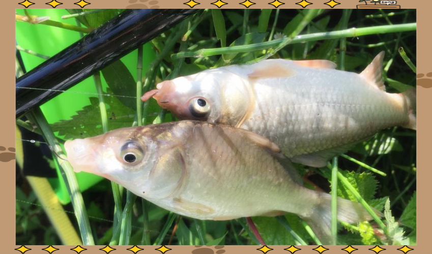 釣魚高手技巧百題_釣魚成功秘籍_釣魚旅行技巧