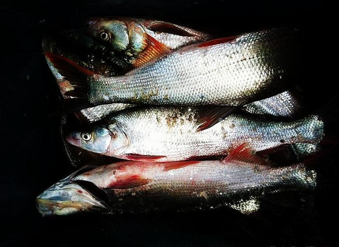 長壽釣魚技巧_長壽湖釣魚技巧_長壽湖釣魚最佳釣點