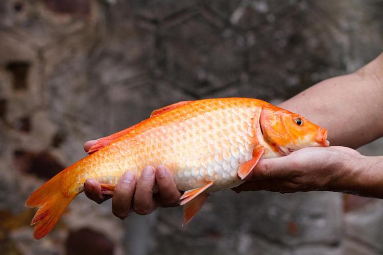 夏季鯉魚餌料搭配_夏天釣鯉魚實戰攻略_北方夏天水庫釣魚技巧