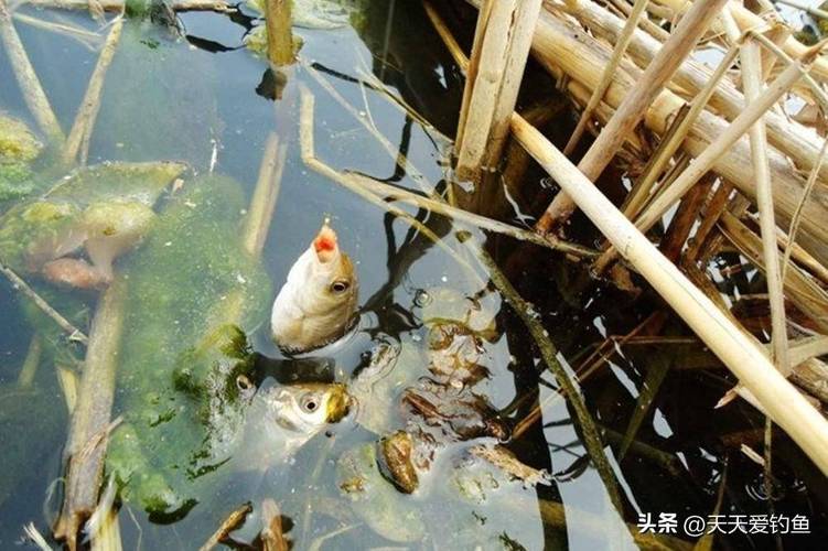 夏天釣鯉魚實戰攻略_夏季鯉魚餌料搭配_北方夏天水庫釣魚技巧