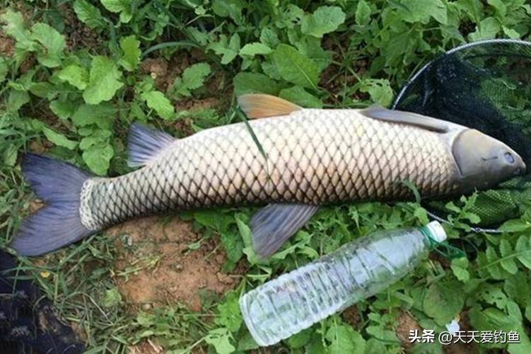 北方夏天水庫釣魚技巧_夏季鯉魚餌料搭配_夏天釣鯉魚實戰攻略