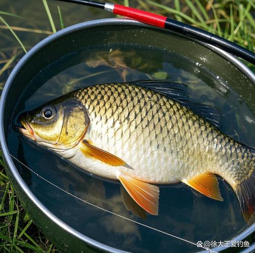 東北春季釣魚技巧_春季釣鯉魚技巧_春季釣鯉魚時間