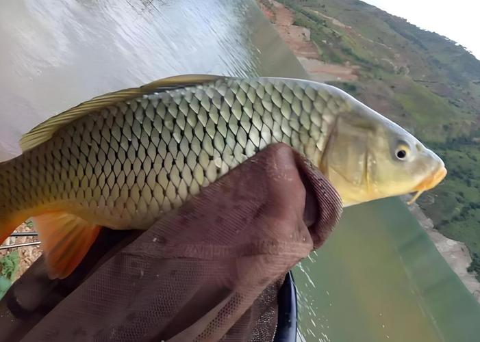 春季釣鯉魚時間_東北春季釣魚技巧_春季釣鯉魚技巧