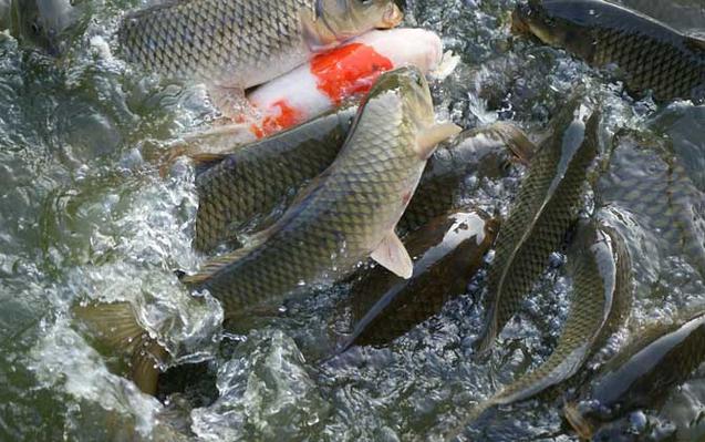 草魚餌料系數對照表_草魚飼料配方_草魚飼料原料配比