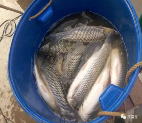 草魚飼料配方_草魚餌料系數對照表_草魚飼料原料配比