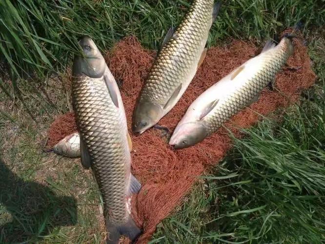 草魚餌料系數對照表_草魚飼料原料配比_草魚飼料配方