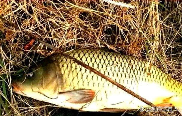 陰天釣魚釣點選擇_陰天釣魚技巧_夏季陰天好釣魚嗎