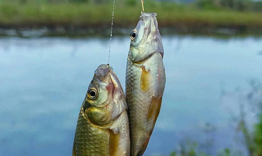 無限魚樂垂釣園_無限魚干_魚樂無限