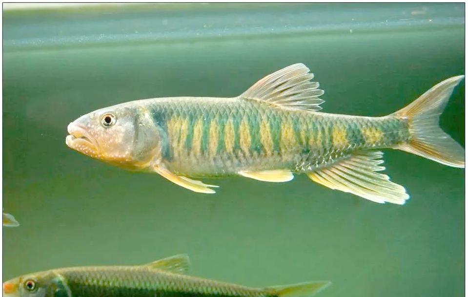 淡水魚圖片大全_淡水魚大全圖冊_淡水魚種類大全圖片野生