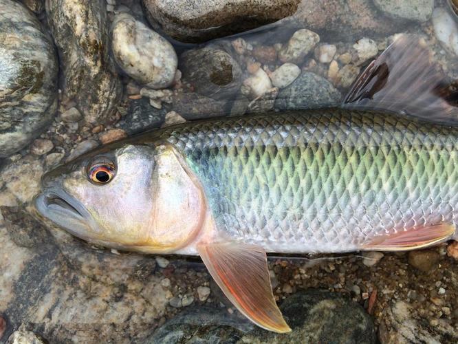 淡水魚圖片大全_淡水魚大全圖冊_淡水魚種類大全圖片野生