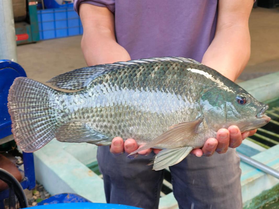 淡水魚圖片大全_淡水魚種類大全圖片野生_淡水魚大全圖冊