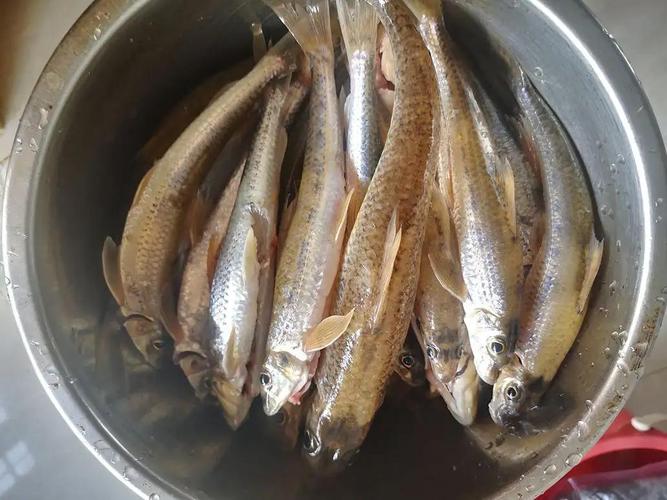 早春水庫釣魚技巧_春季釣魚技巧_早春釣魚方法